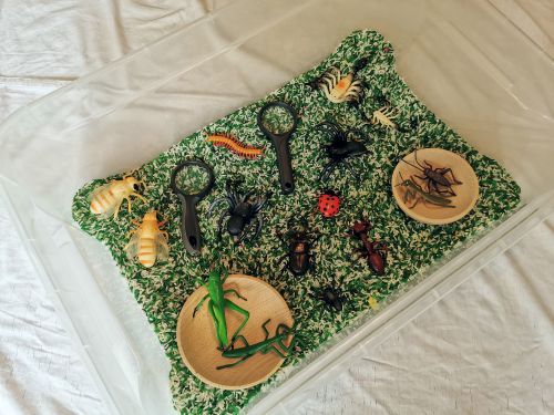 Senzorična škatla z žuželkami in malimi živalmi